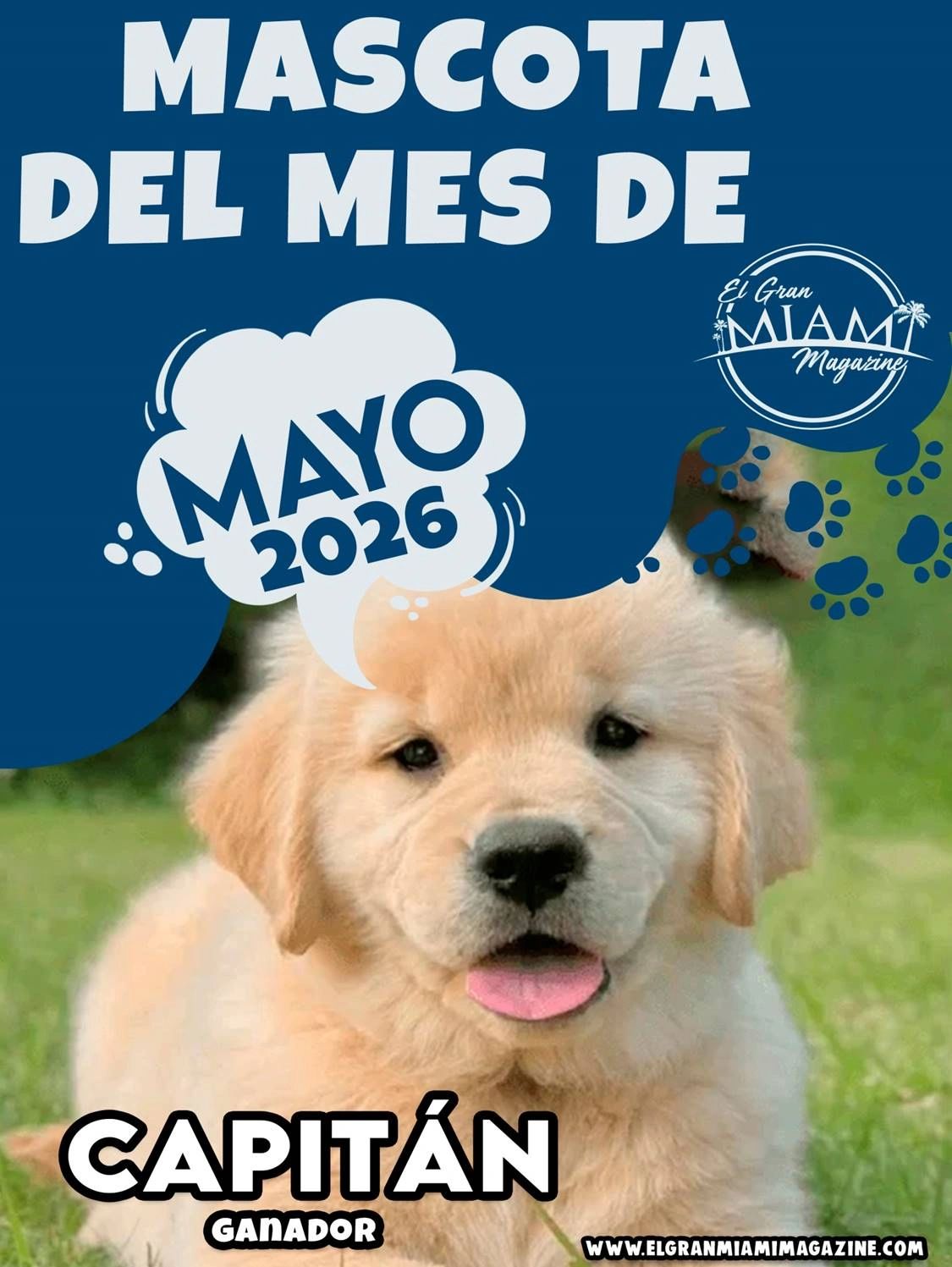 Cute golden retriever puppy named Capitán, mascot of May 2026.