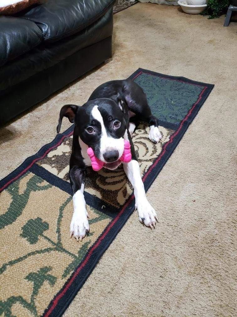 Fremont Pets Alive Dog Rescue, Dog Rescue and Investigations