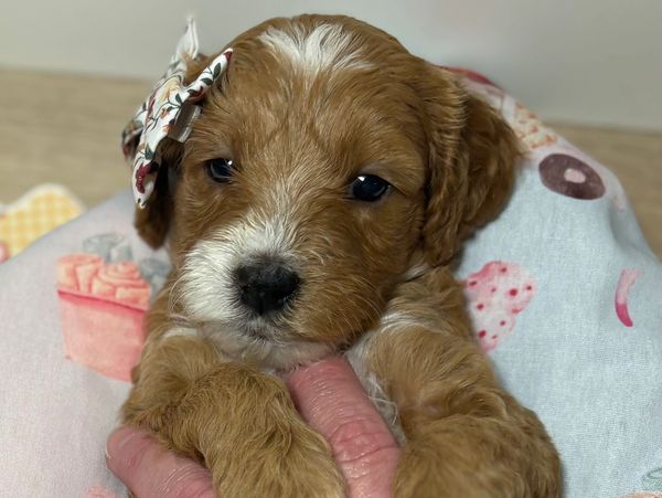 Adorable brown and white puppy with a bow on its head.