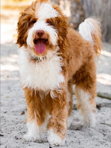 Fluffy brown and white dog with curly fur and tongue out.