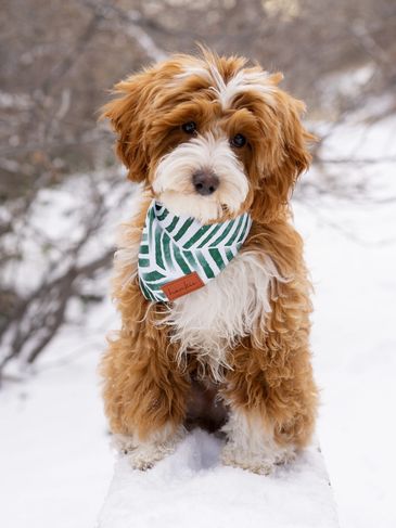 Brown and white Mini Bernedoodle puppy in snow