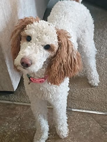 Curly white dog with brown ears wagging its tail indoors.