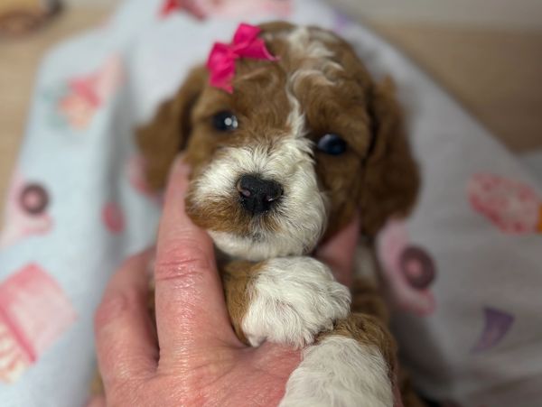 Close-up of a small brown and white puppy with a pink bow held gently by a hand.