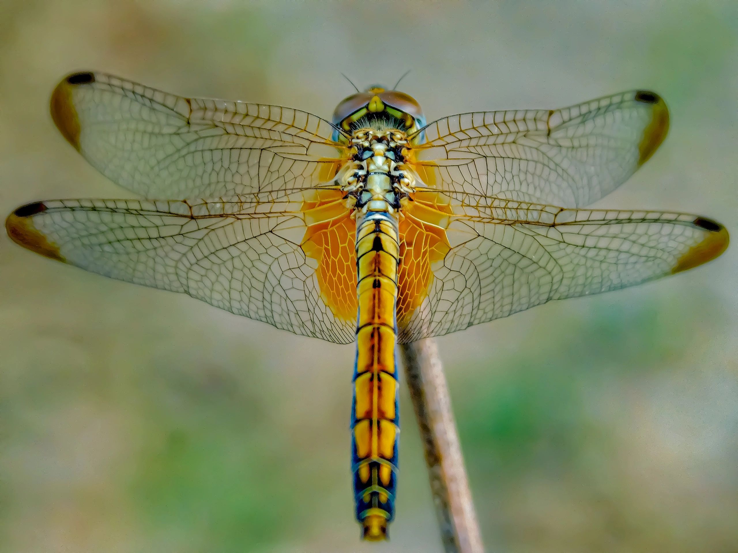 Close-up of a dragonfly showing detailed transparent wings and vibrant body patterns.