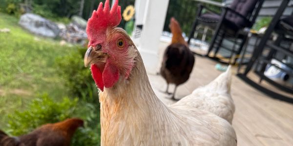 Close-up of a white chicken with other chickens and a porch in the background.