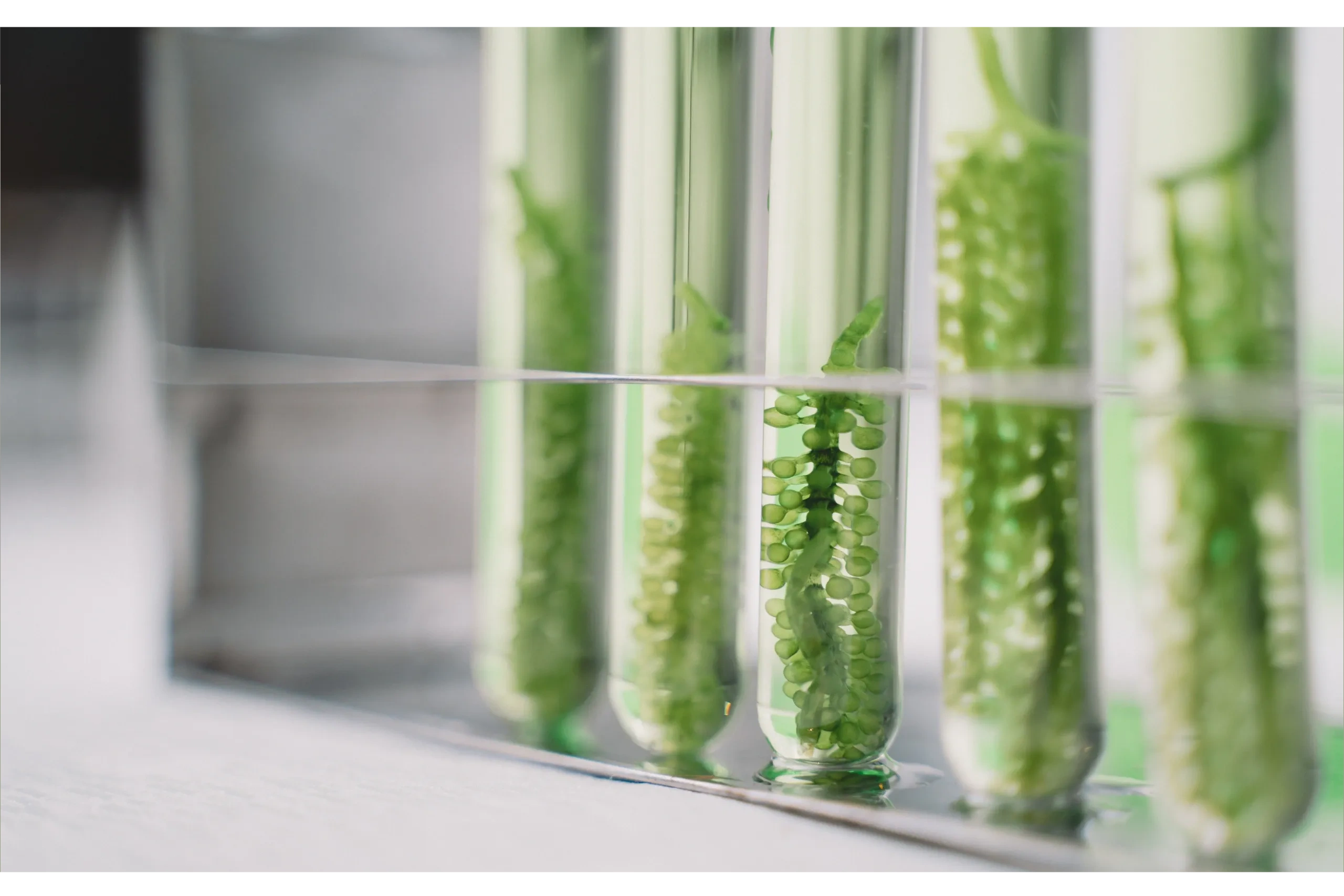 Belay Bioscience Labs: Your Co-Working Space