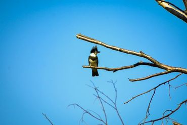 Belted Kingfisher