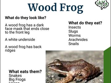 Wood Frog Poster