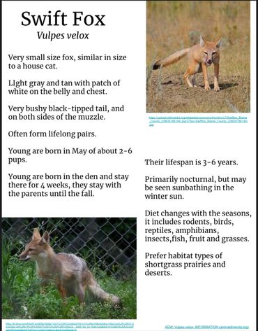 Swift Fox Fact Sheet 