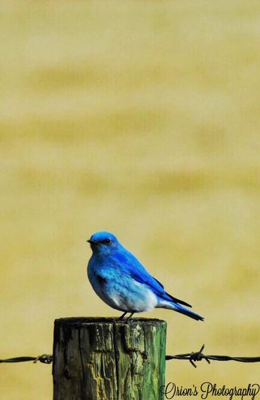 Mountain Bluebird