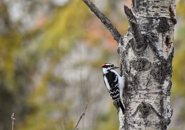 Downy Woodpecker