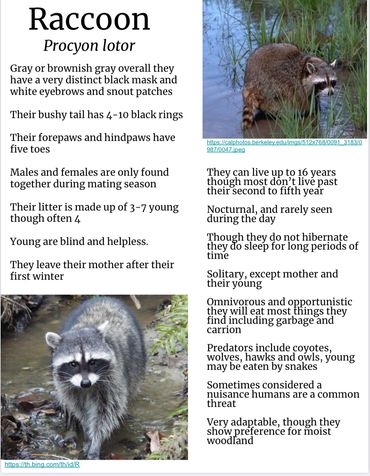 Raccoon Fact Sheet 