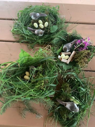 Bird Nests 