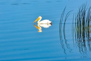 Great White Pelican 