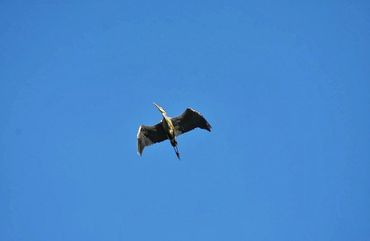 Great Blue Heron