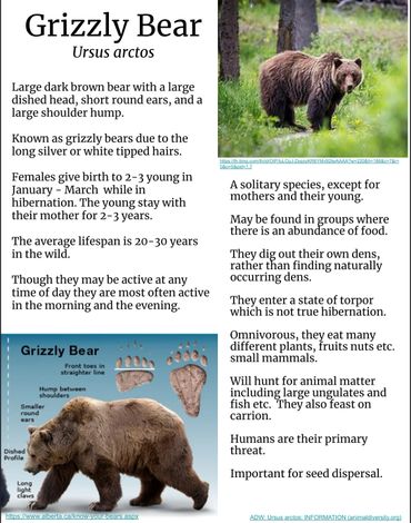 Grizzly Bear Fact Sheet 