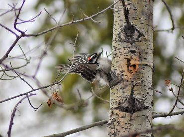 Downy Woodpecker