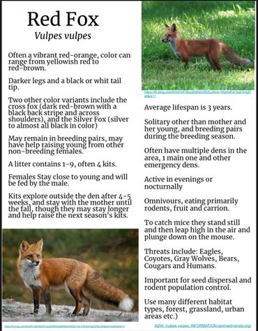 Red Fox Fact Sheet 