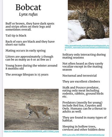 Bobcat Fact Sheet