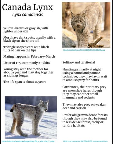 Canada Lynx Fact Sheet 