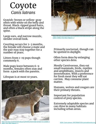 Coyote Fact Sheet