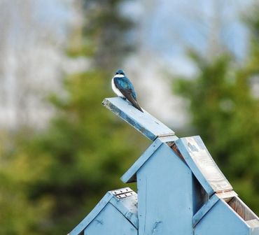 Tree Swallow 