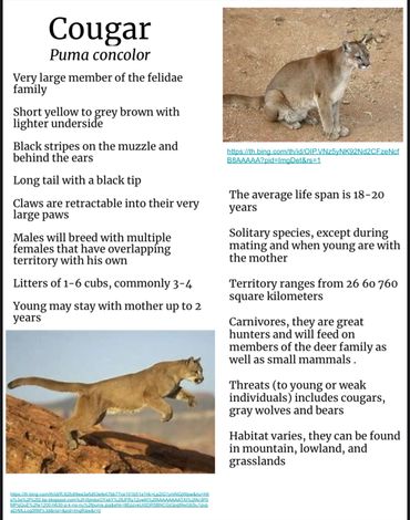 Cougar Fact Sheet 