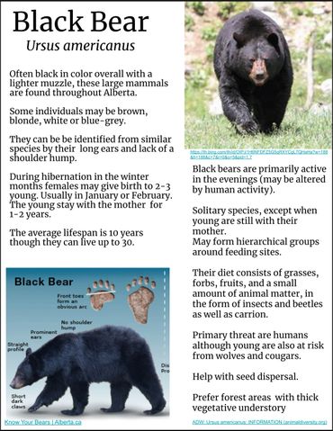 Black Bear Fact Sheet