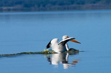 Great White Pelican 