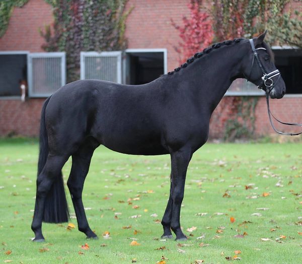A sleek black horse standing on grass with braided mane.