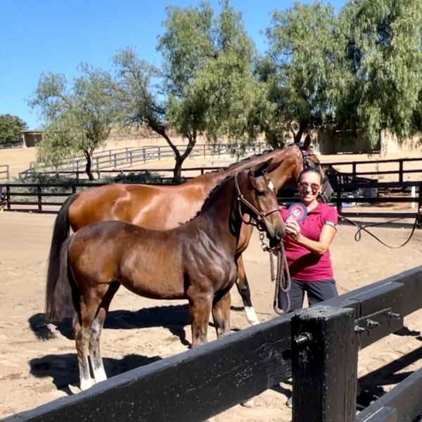 Person holding a ribbon with two horses outdoors.