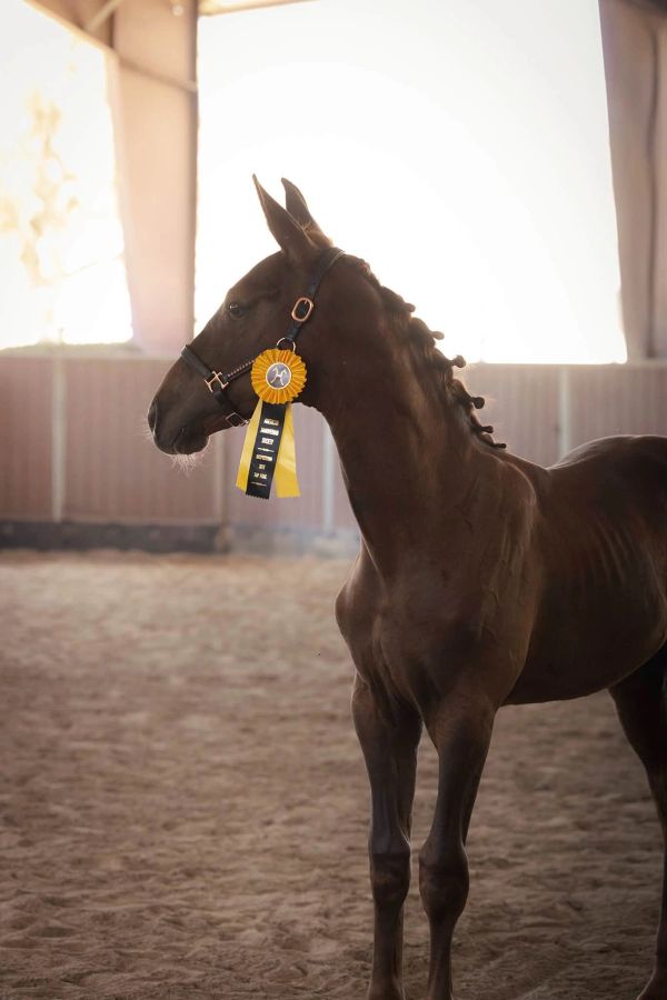 Horse with award ribbon standing indoors.