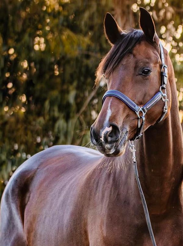 A close-up of a brown horse wearing a blue halter outdoors.