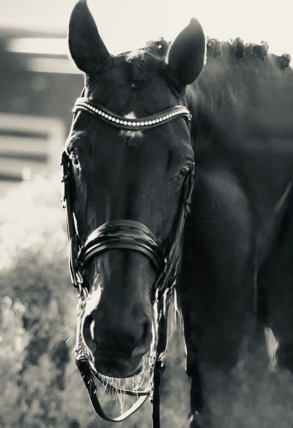 Close-up black and white photo of a horse wearing a bridle with decorative beads.