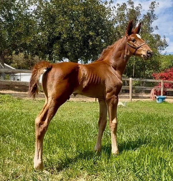 A young foal standing on green grass in a fenced area.