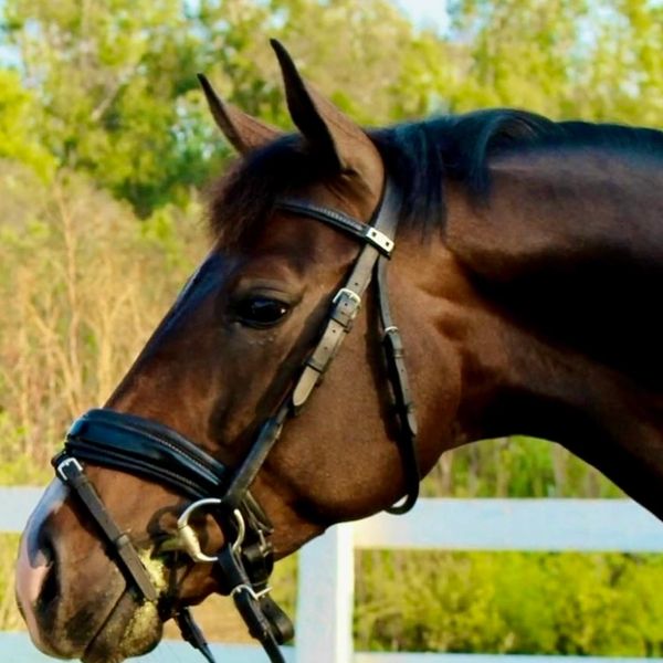 Close-up of a brown horse with a bridle outdoors.