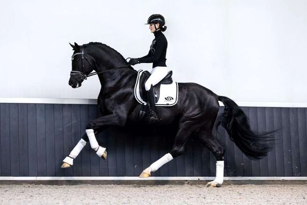 Equestrian rider performing dressage on a black horse indoors.