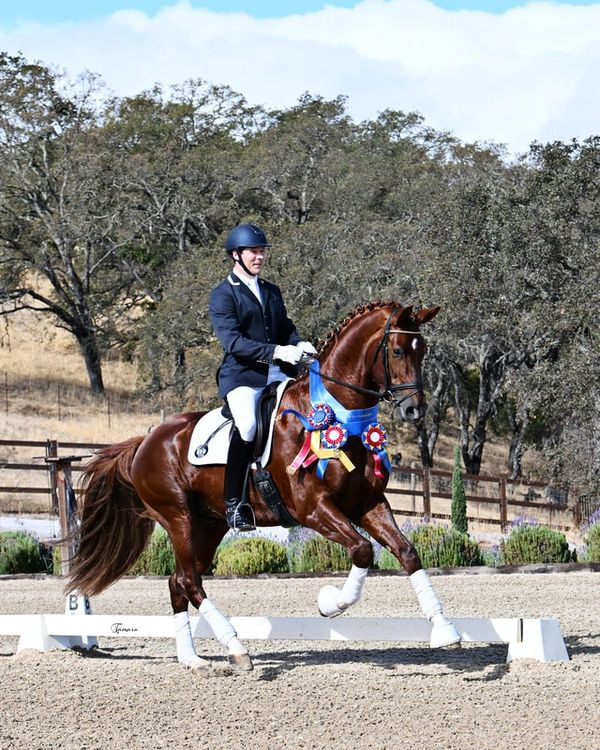 Equestrian rider on a decorated horse performing in an outdoor arena.