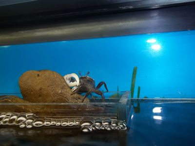 Male Fiddler Crab, one of many in This Eco-One