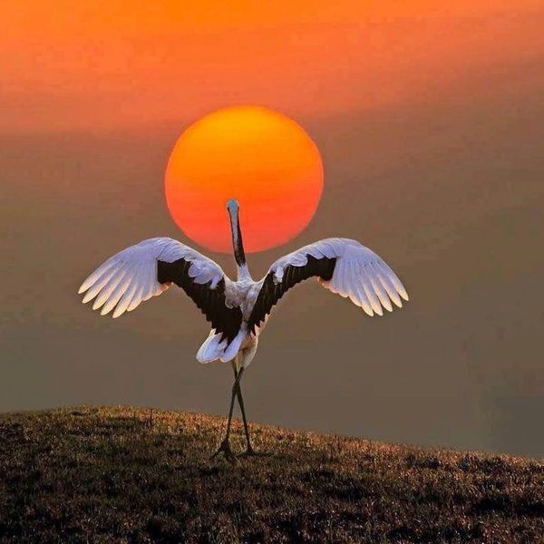 Let me dance by the light of our star, the sun