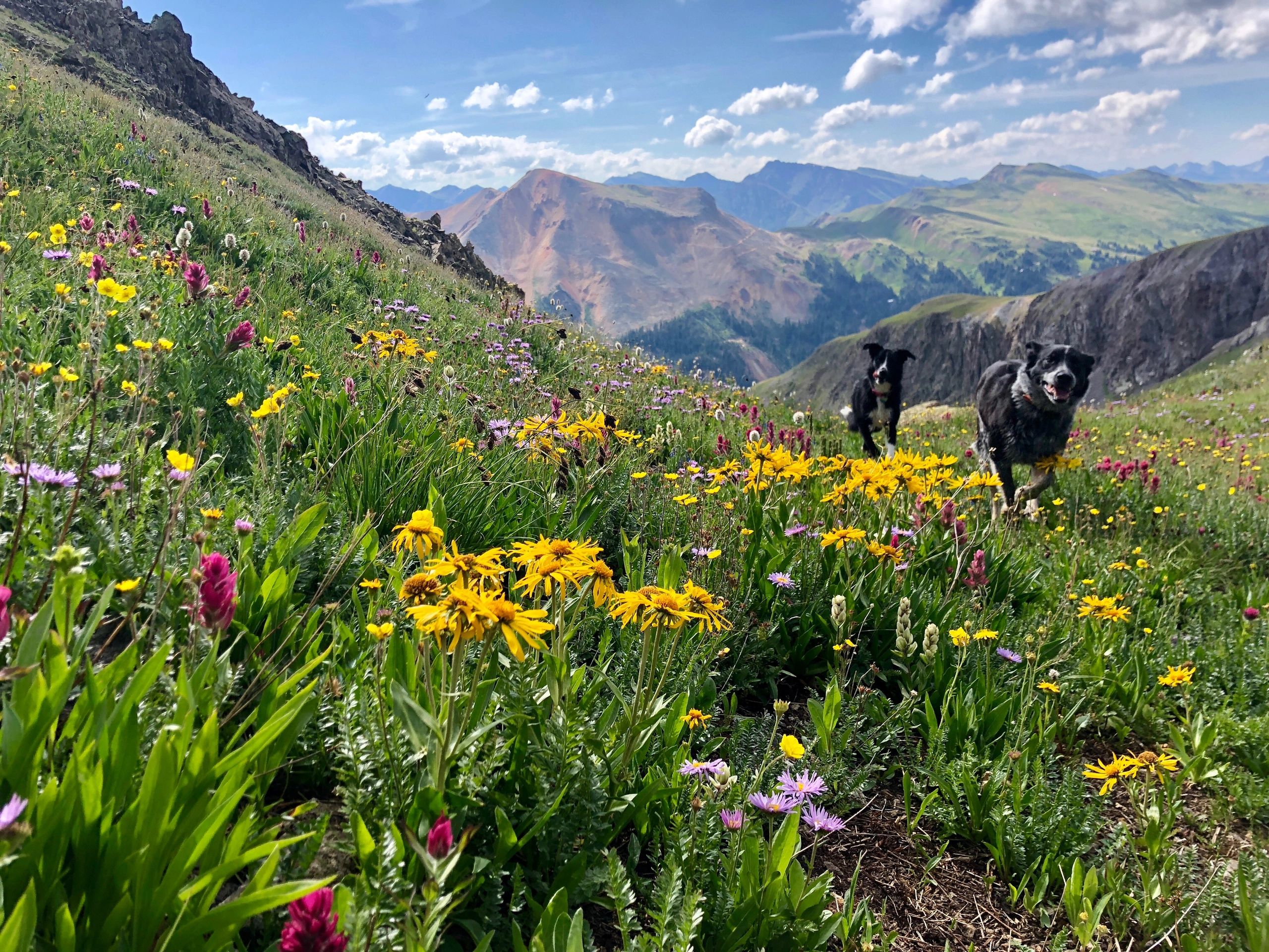 Alpine wildflower hikes above red mountain pass.