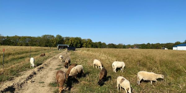 Several sheep on pasture with some bare ground from recent water line construction lean to in back