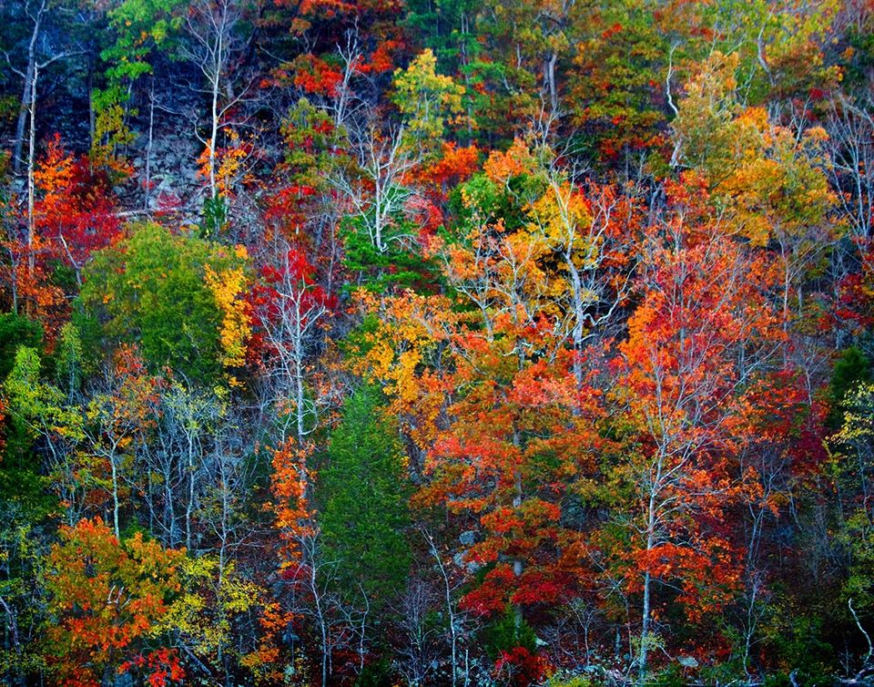 Fall Colors Calendar Map