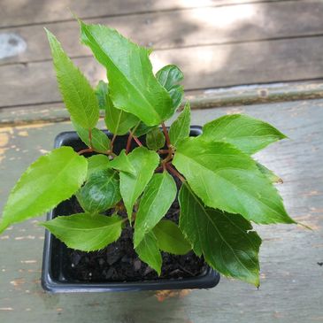 Hardy Kiwi Plant available at Flora and Fauna Farm. 