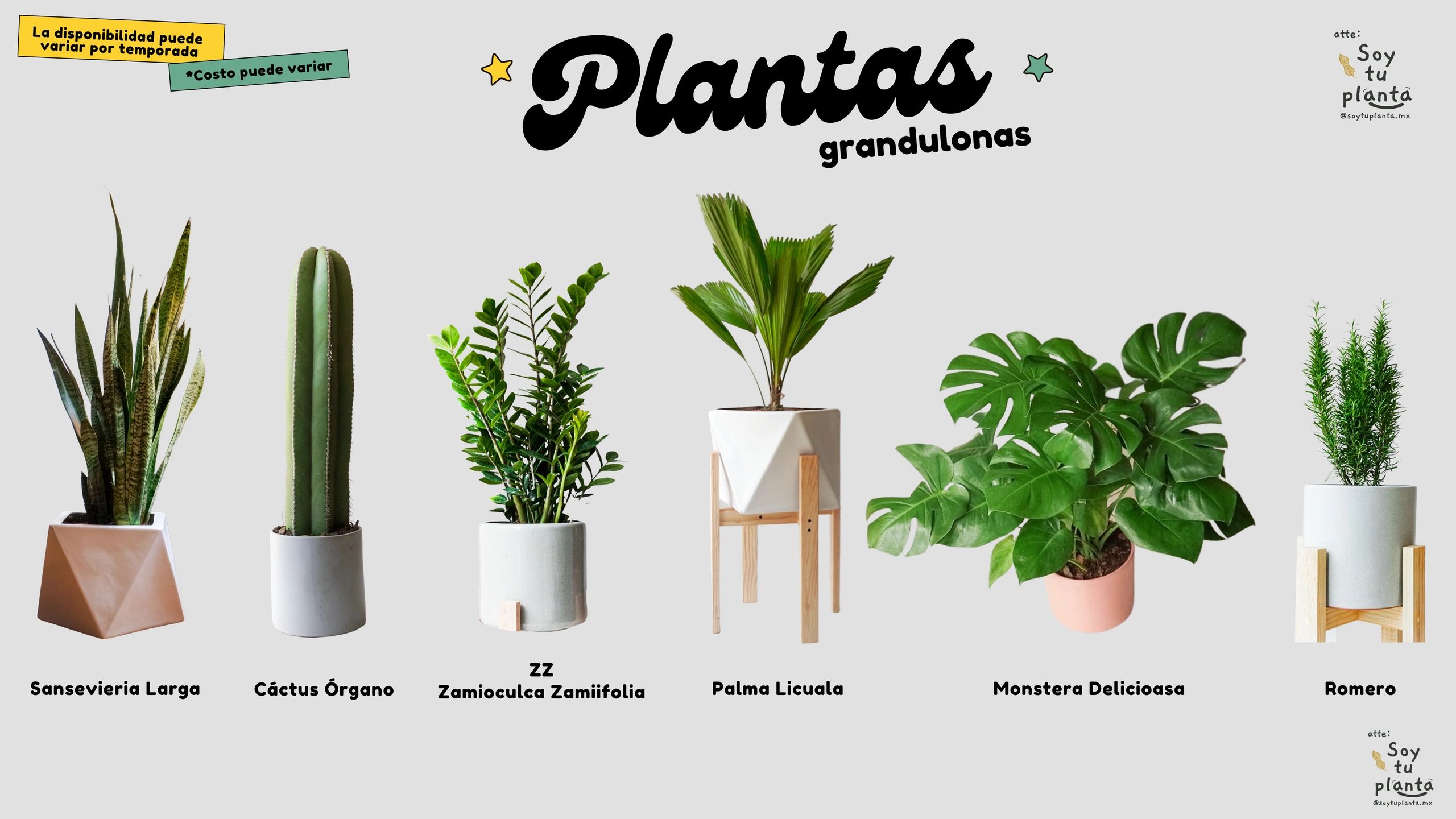 Plantas de interior grandes