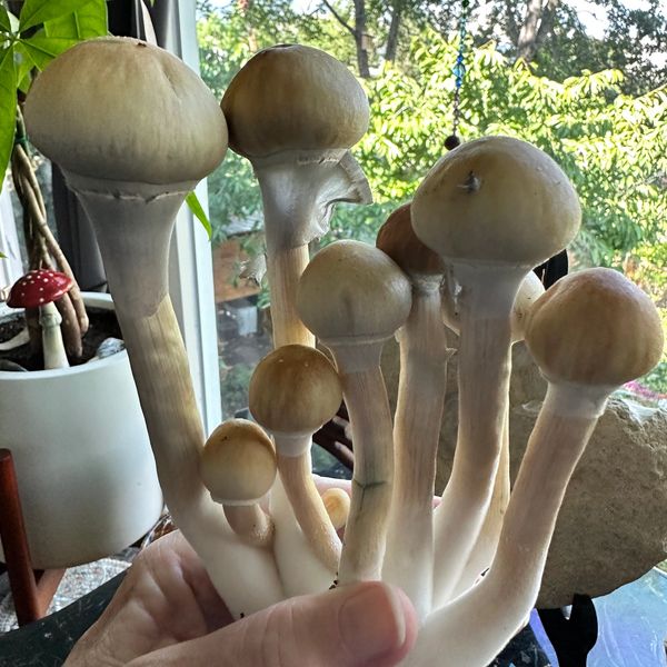 Psilocybe Cubensis