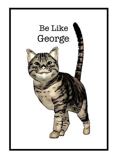 George the 3-legged cat who's story is inspirational and uplifting.