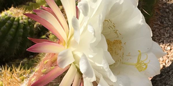 A huge white flower