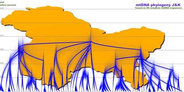 mtDNA phylogenetic tree depicting maternal lineages in Jammu and Kashmir.