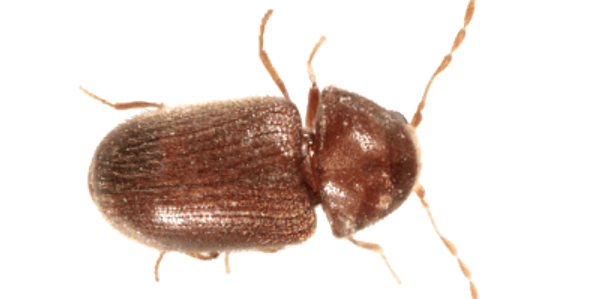 image12